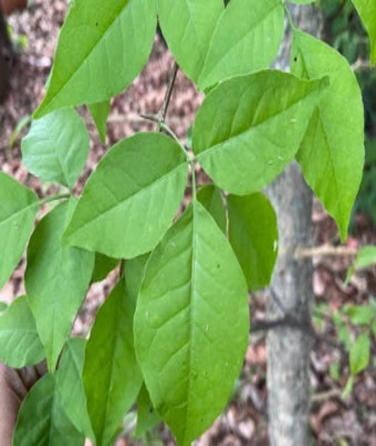 Bilva Leaf