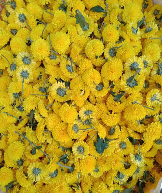 Fresh Chamanthi (Yellow) Loose