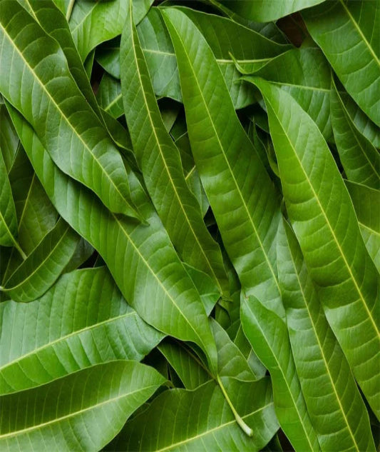 Mango Leaves