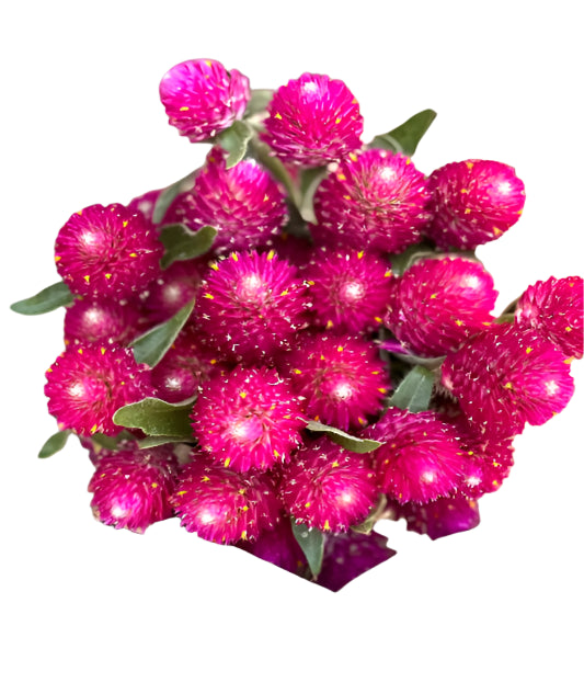 Fresh Vadamalli Flowers