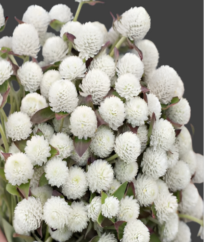 Fresh Vadamalli Flowers